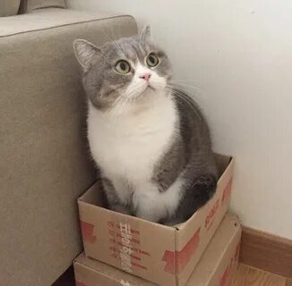 Кот в которой коробке