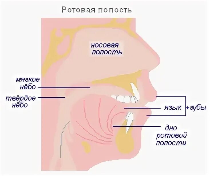 В ротовую полость открываются протоки. Что всасывается в ротовой полости. железы, открывающиеся в ротовую полость:. секрет ротовой полости.
