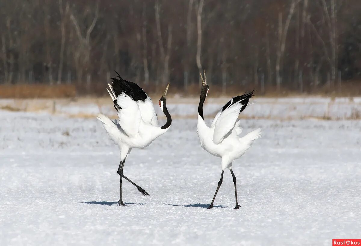Журавли текст. Картинки к песне журавли. Белые журавли в небе. Умаро -далеко журавли улетели. Далеко далеко далеко далеко далеко журавли улетели.