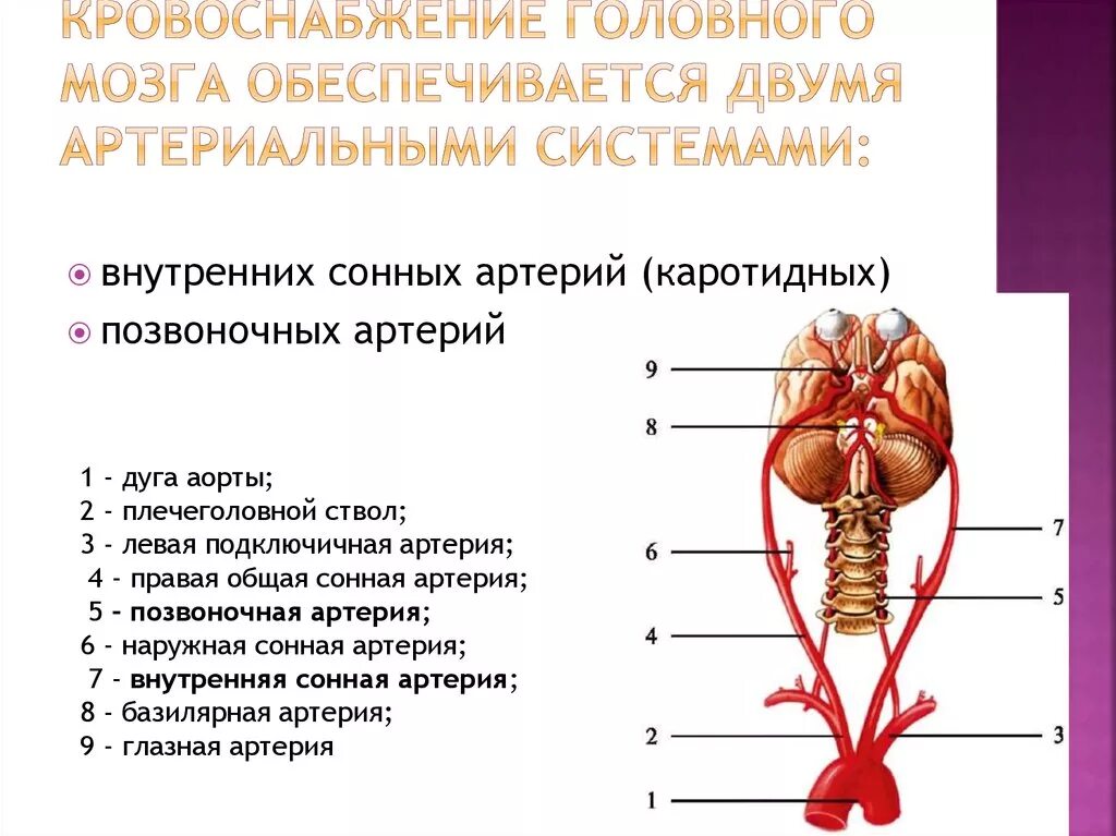 Какая артерия кровоснабжает мозг