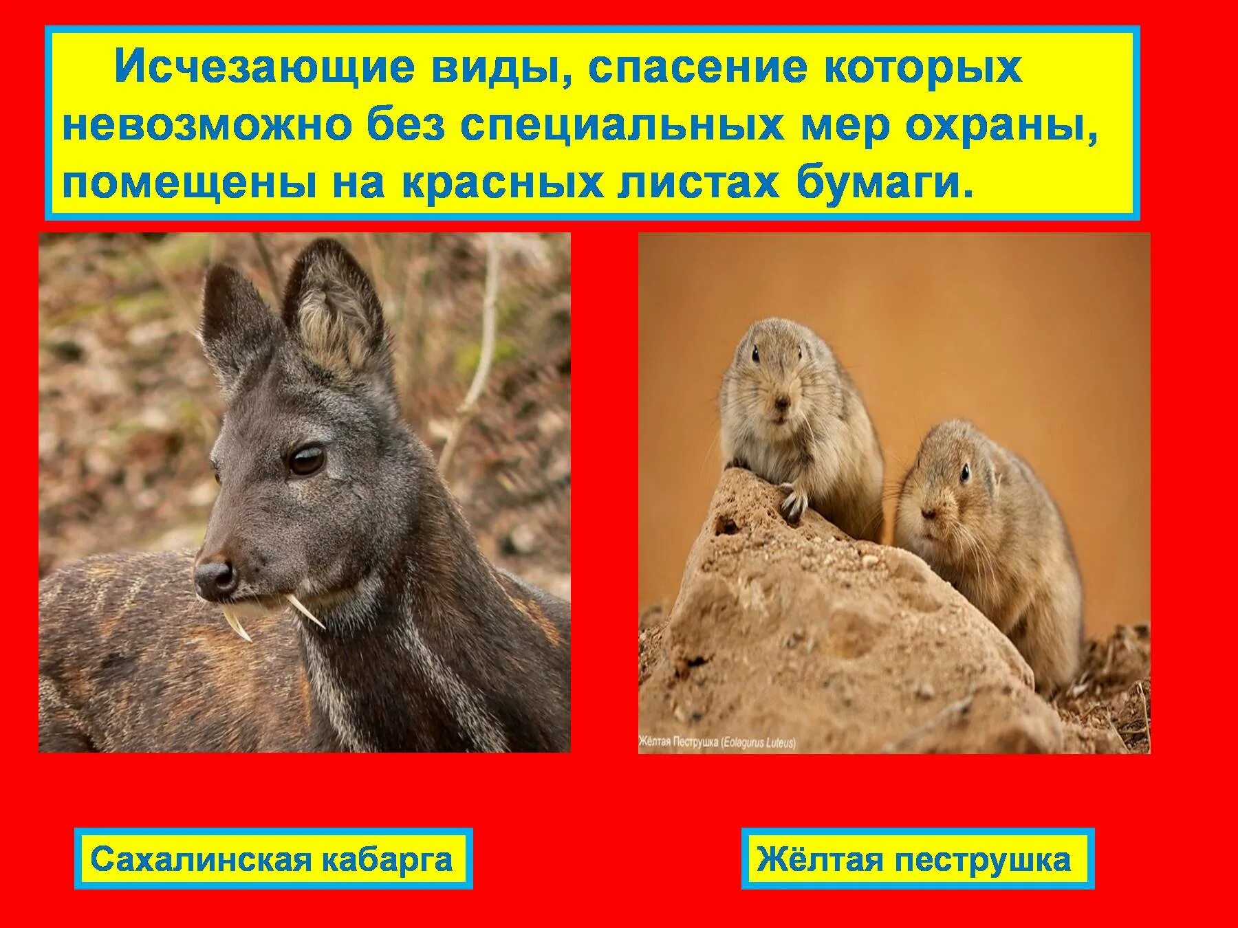 Сохранение исчезающих видов животных. Сохранение исчезающих видов животных