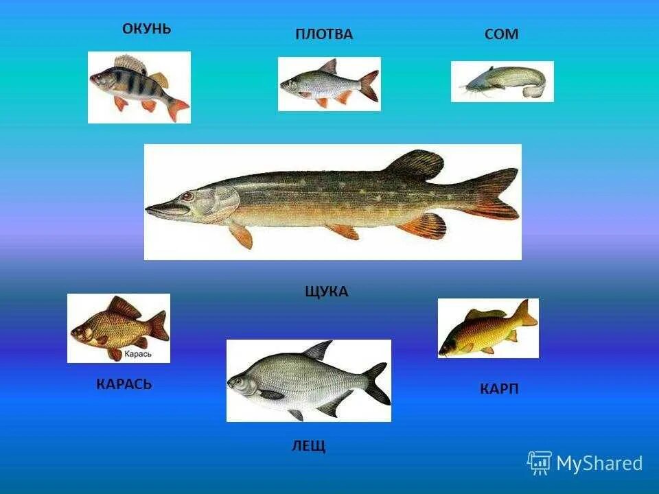 Щука плотва окунь. Щука и карась. Окунь щука сом. Карась окунь щука.