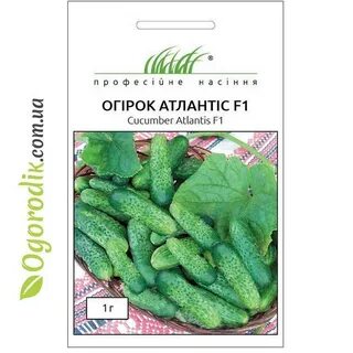 Огурцы сорт атлантис