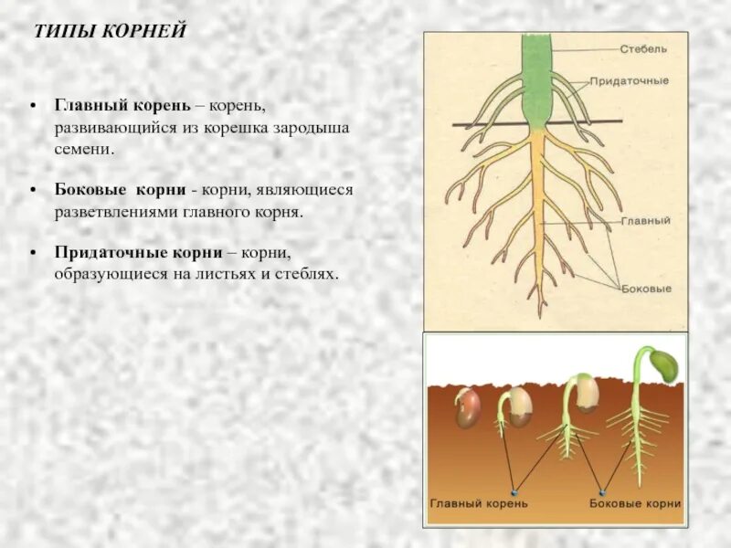 В корневой системе отсутствуют придаточные корни