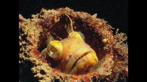 Морская собачка