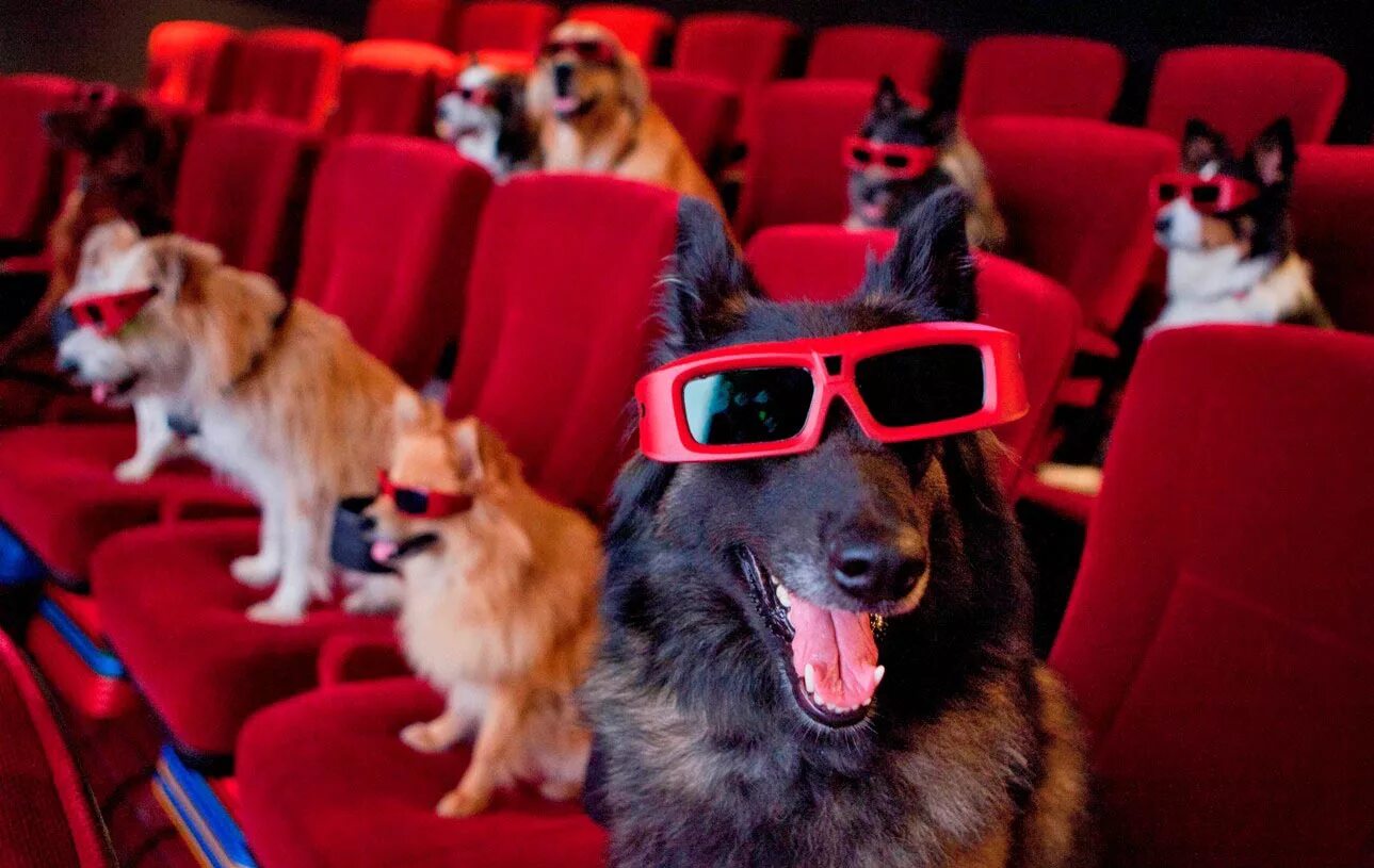 Theater pet. Смешной кинотеатр. Кинотеатр для животных. Собака в кинотеатре. Собака в театре.