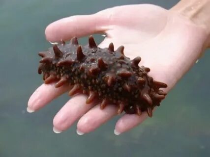 Съедобный морской огурец
