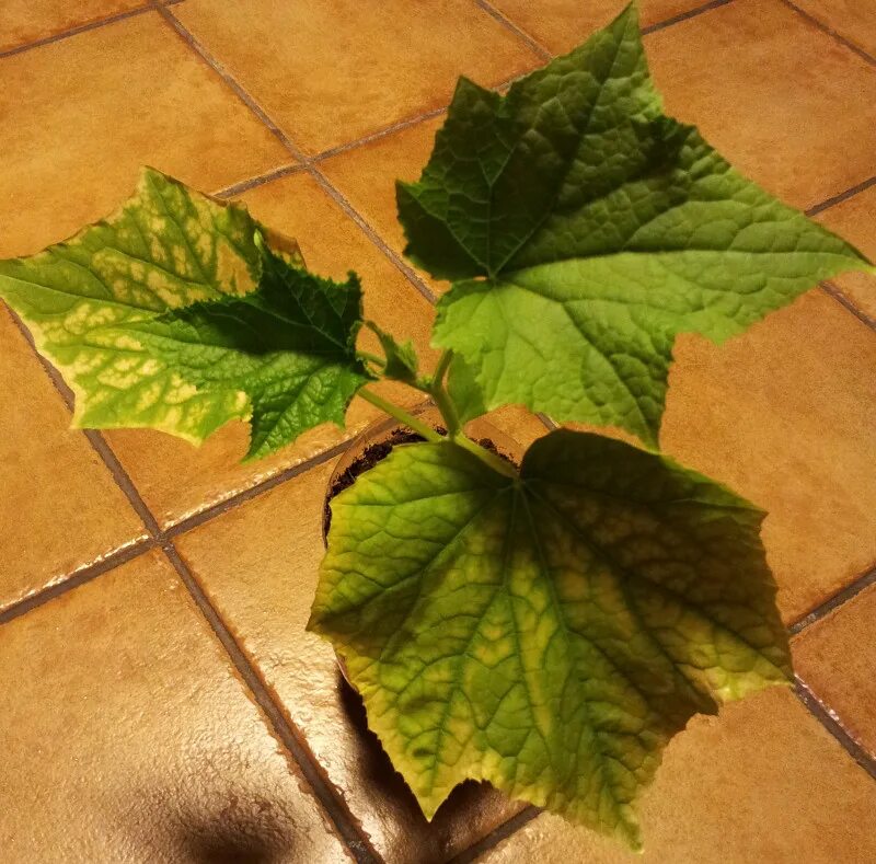 Огурцы посадка болезни. Cucumber leaves with Yellow spots. Лист огурца с проблемой.