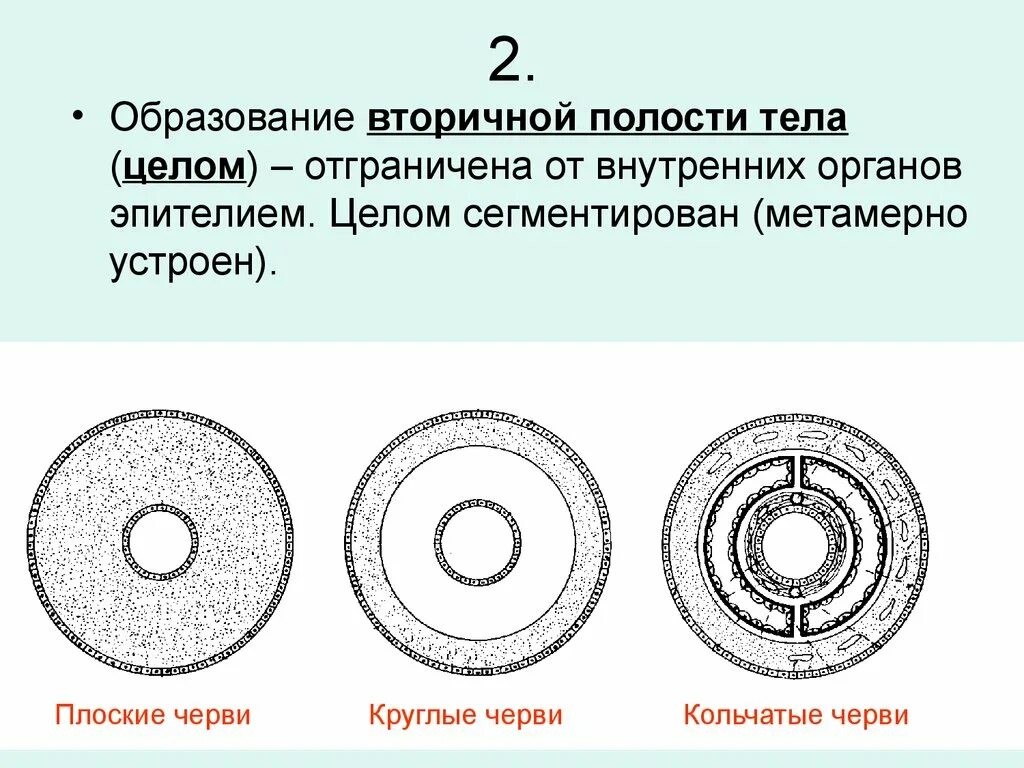 Полость тела не разделена перегородками. Первичная полость тела структура. Полости тела первичная вторичная смешанная таблица. Образование первичной полости тела. Кольчатые черви первичная полость тела.