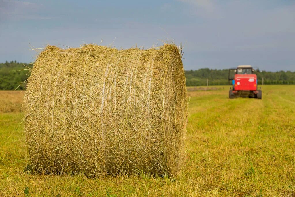 Тюк сена прп 150. Сено 200 кг тюки. Тюк сена 200кг. Солома 120 тюк.