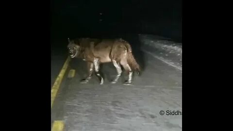 Откусила ноги шизоняшки