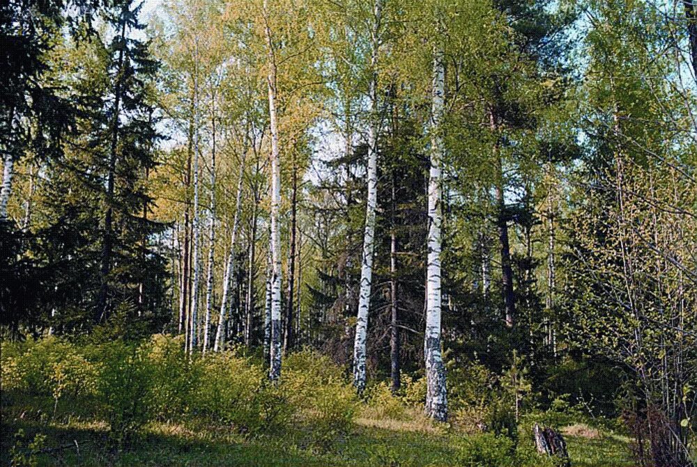 В смешанных лесах преобладают
