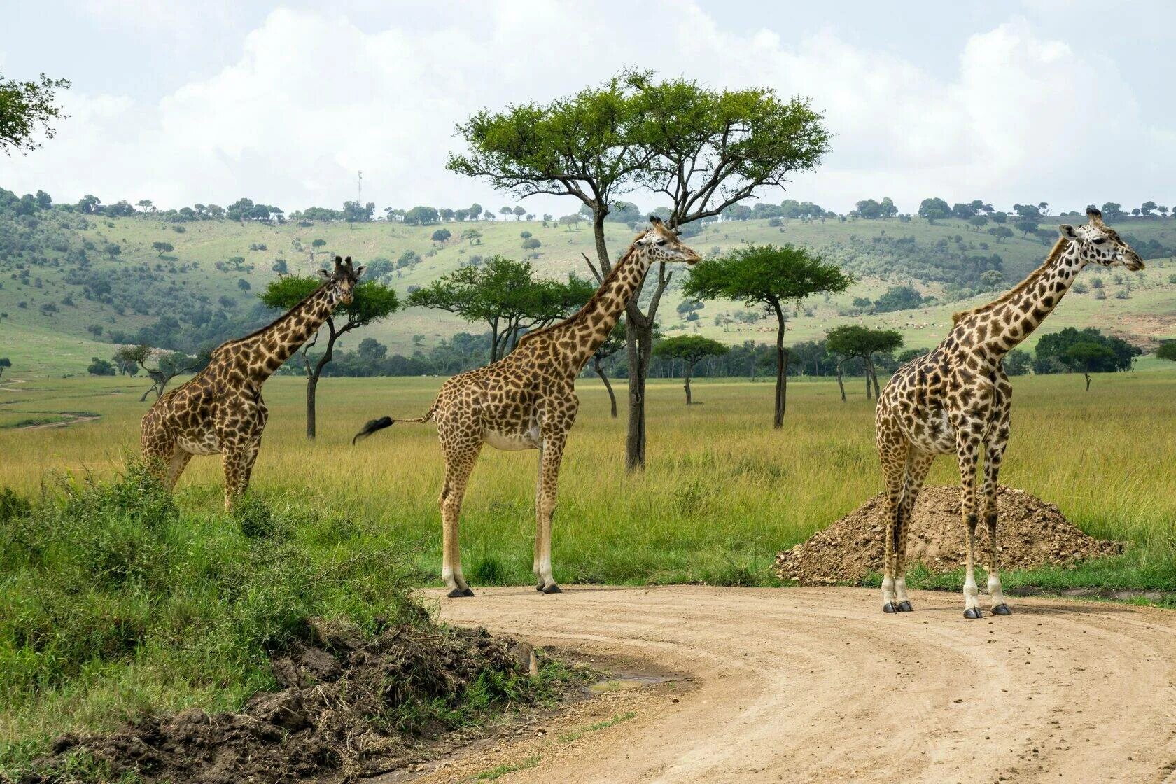 Кения сафари