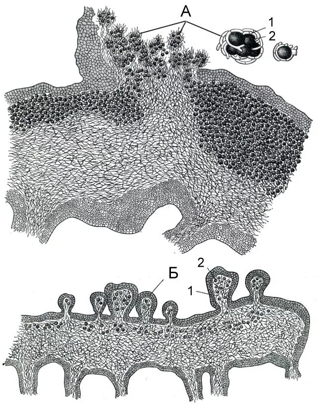 Лишайники органы. Изидии лишайника. Изидии у лишайников. Соредии лишайника. Соредии и изидии.
