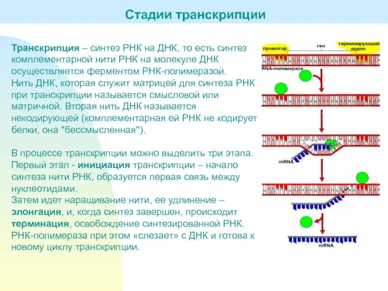 Какую роль играют гены. Основные этапы процесса транскрипции. Охарактеризуйте основные этапы транскрипции ДНК. Этапы транскрипции биохимия. Транскрипция РНК биохимия кратко.