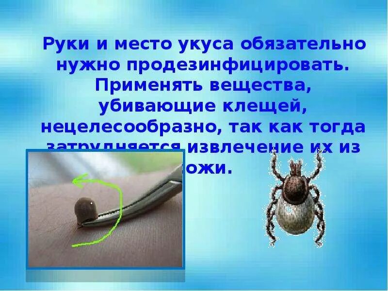 Помощь человеку при укусе клеща. Укусы клещей презентация. Оказание первой помощи при укусе клеща. Сообщение на тему укусы клещей.