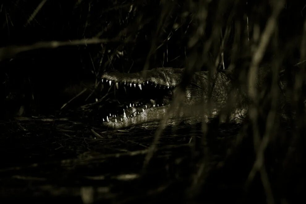 Спрятанные в темноте. Крокодил в темноте. Крокодил в темноте фото.
