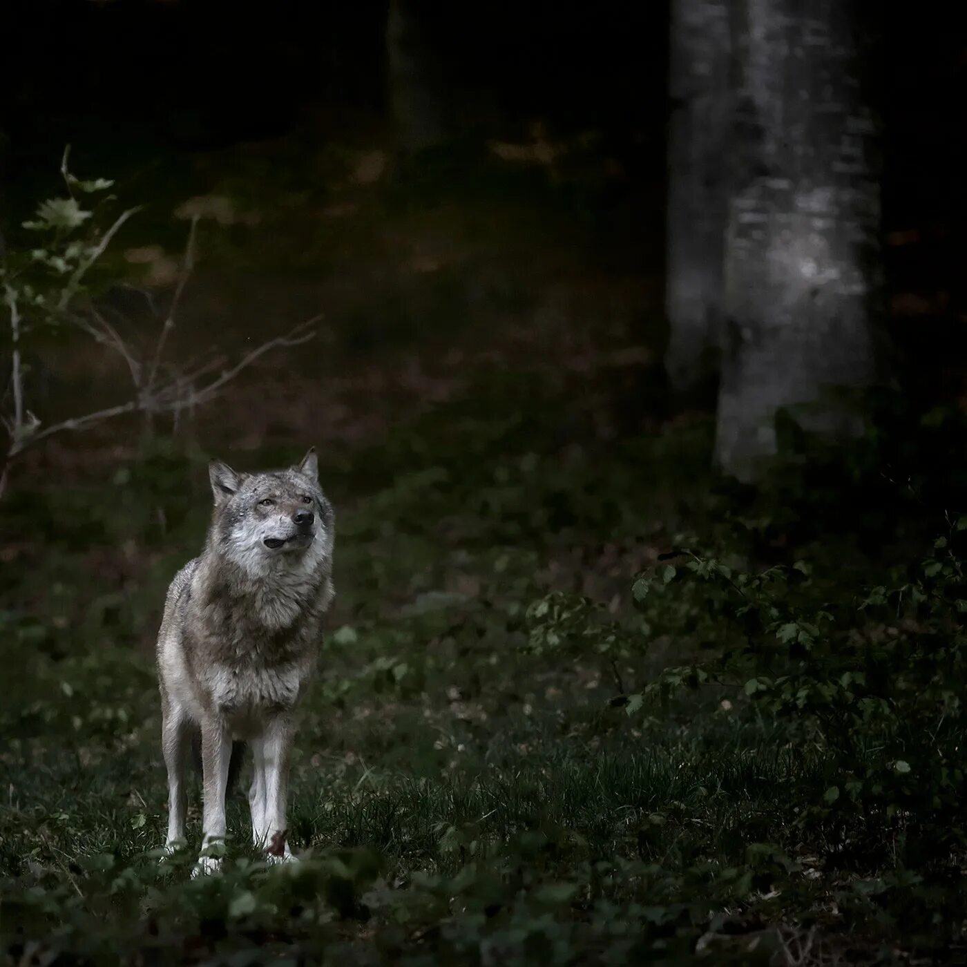 Волк выходит ночью. Волк в лесу. Волк в ночи. Волк в лесу ночью. Волк в ночном лесу.