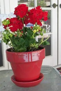 Пеларгония какой горшок