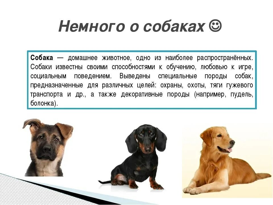 Описание домашней собаки. Доклад про собаку. Информация о домашних собаках. Собака описание животного. Текст про собачку