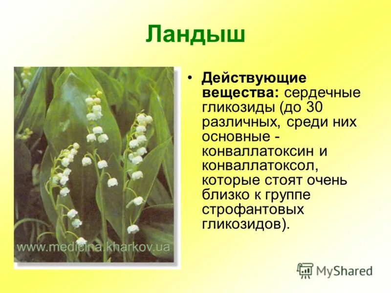 Растения красной книги ленинградской области. Какие растения встречаются в санкт петербурге. Растения из красной книги. Какие растения встречаются в санкт петербурге. Какие растения встречаются в санкт петербурге.