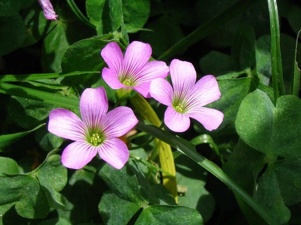 Кислица зеленая. Кислица оксалис. Кислица Ортгиса (Oxalis ortgiesii).. Кислица (оксалис) (Oxalis). Оксалис Sternorrhyncha.