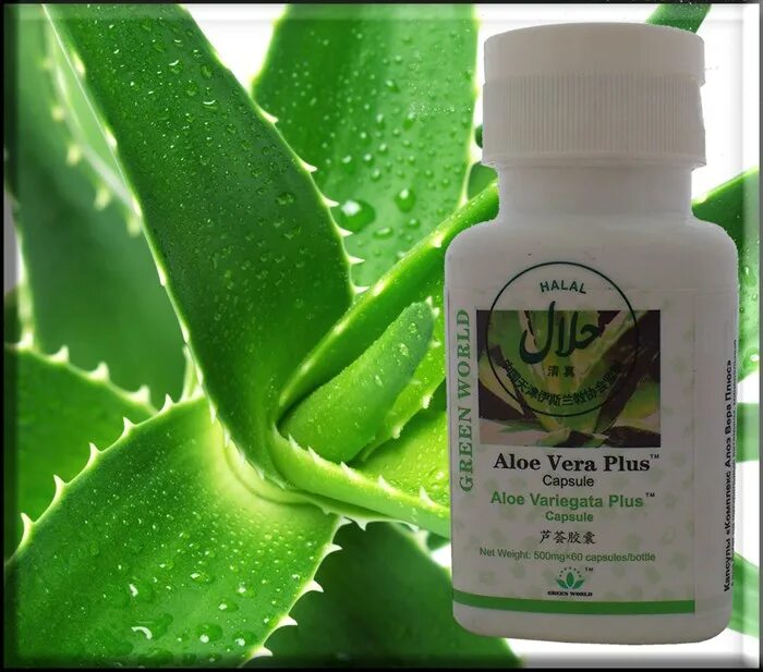 Порошок алоэ. Aloe Vera капсулы.