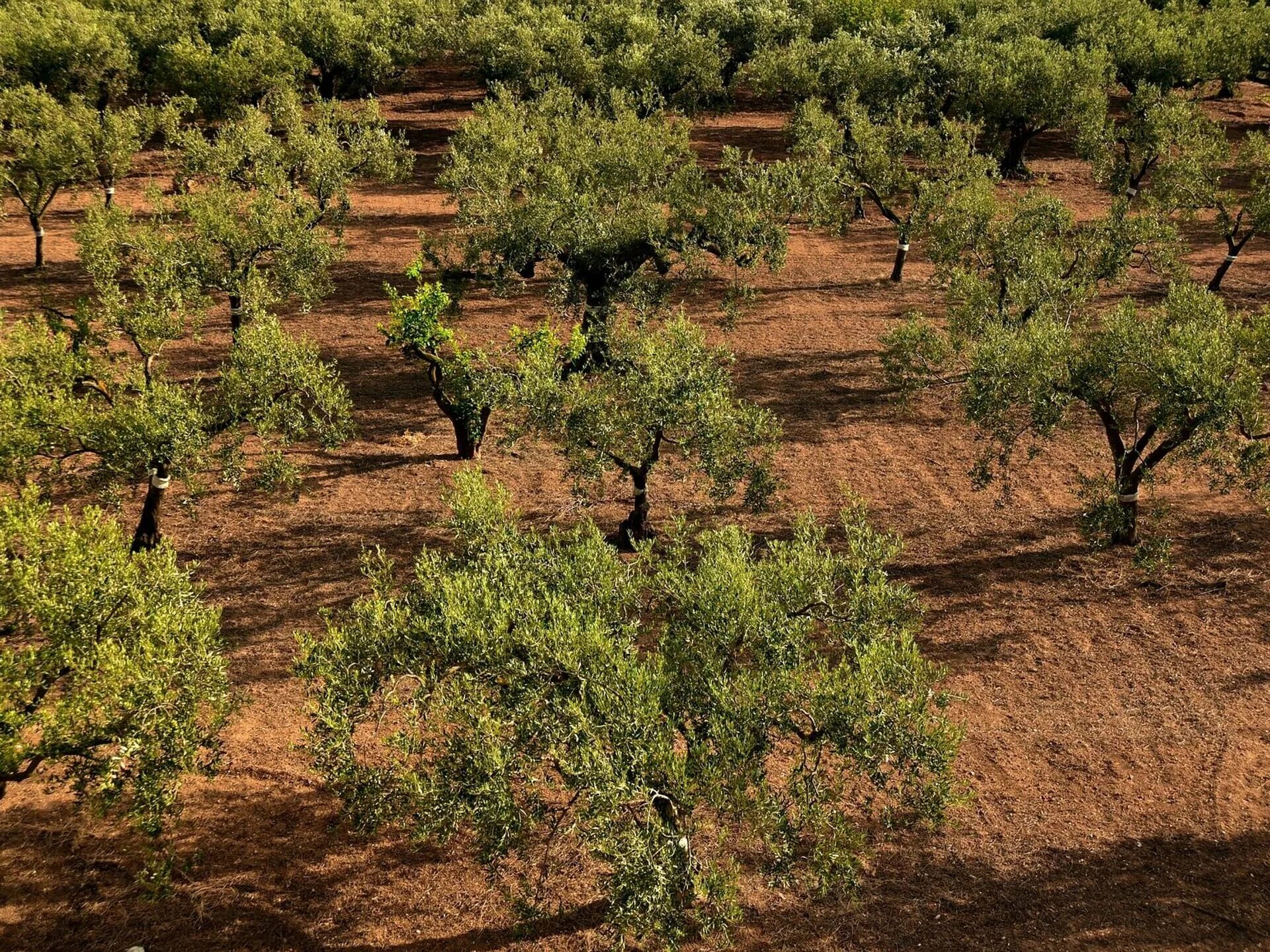 Дерево плантации. Азербайджан оливковые Рощи. Оливковые плантации Селевкидов. Тунис оливковые Рощи. Оливковое дерево.