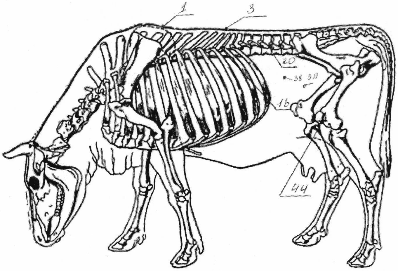 Строение теленка скелет. Анатомия КРС скелет коровы. Скелет коровы сбоку. Скелет туловища коровы.