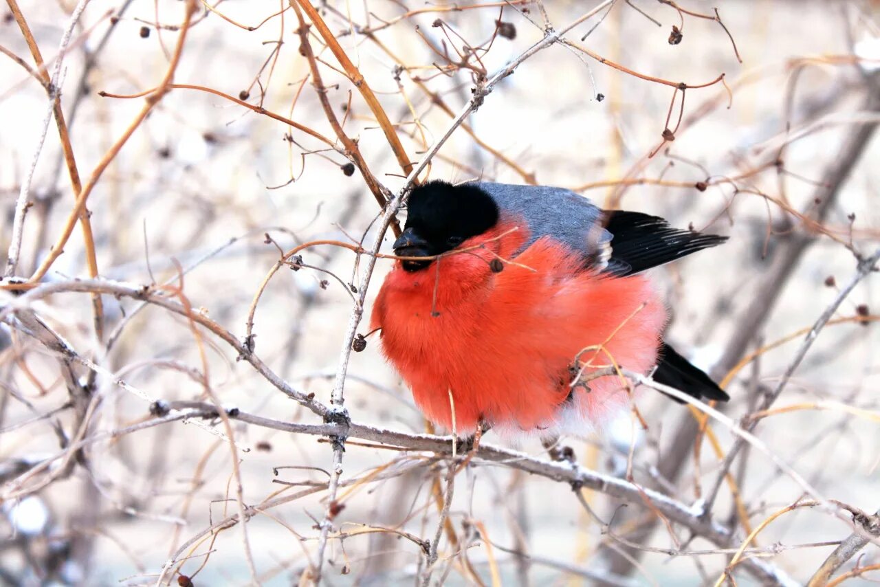 караоке за окошком снегири.
