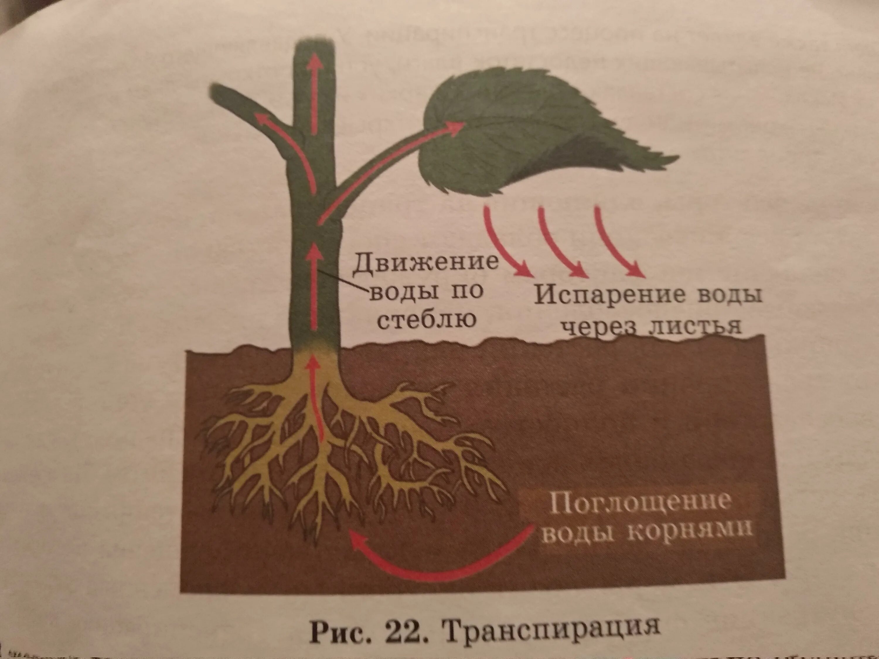 Корни испаряют воду. Факторы влияющие на транспирацию растения. Транспирация внешние факторы. Транспирация у растений. Внутренние факторы влияющие на транспирацию.