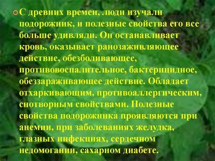 Подорожник лечебные свойства и применение