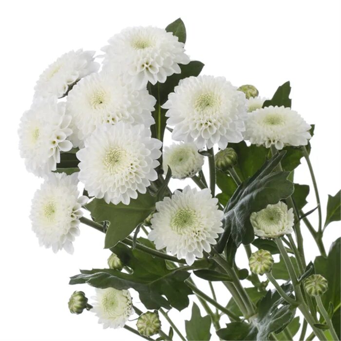 Хризантема мультифлора cheer red. Хризантема одноголовая вильгельмина. Хр зантема с зон прим рять куртку. Хризантема золотое руно. Хр зантема с зон прим рять куртку.