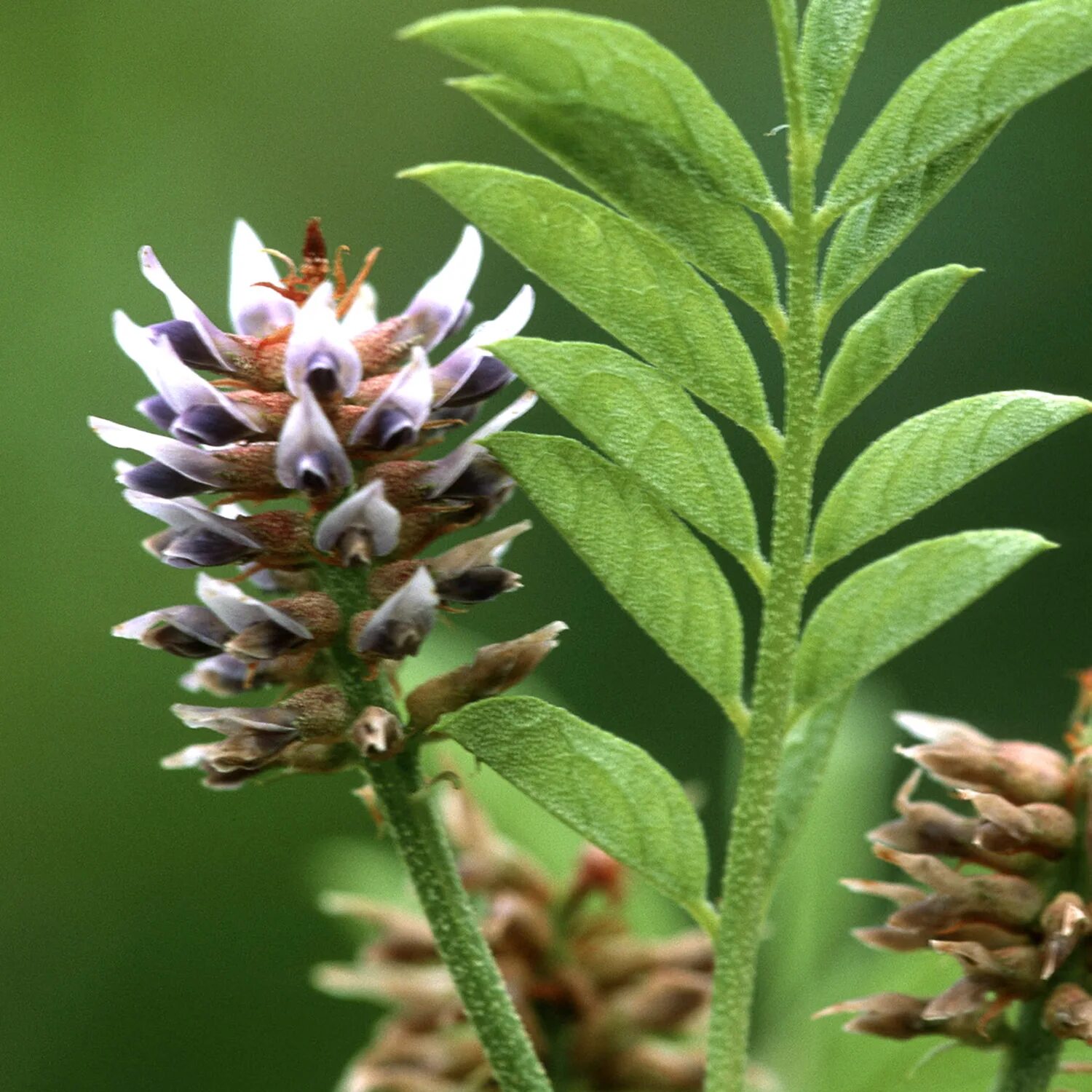 Может ли солодка. Glycyrrhiza glabra. Солодка Glycyrrhiza glabra. Солодка Уральская (Glycyrrhiza uralensis). Лакрица Солодка растение.