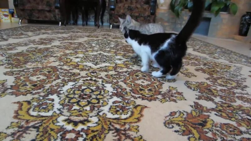 Смешной кот и мурка. Мурзя анука давайка фото. кот малыш и кошечка мурка необычная канцелярия.