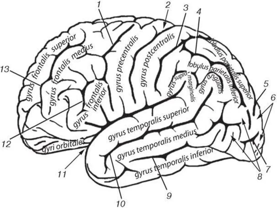 Борозды и извилины больших полушарий. Извилины и борозды головного мозга схема. Борозды и извилины конечного мозга схема. Борозды и извилины коры больших полушарий. Извилины брюс