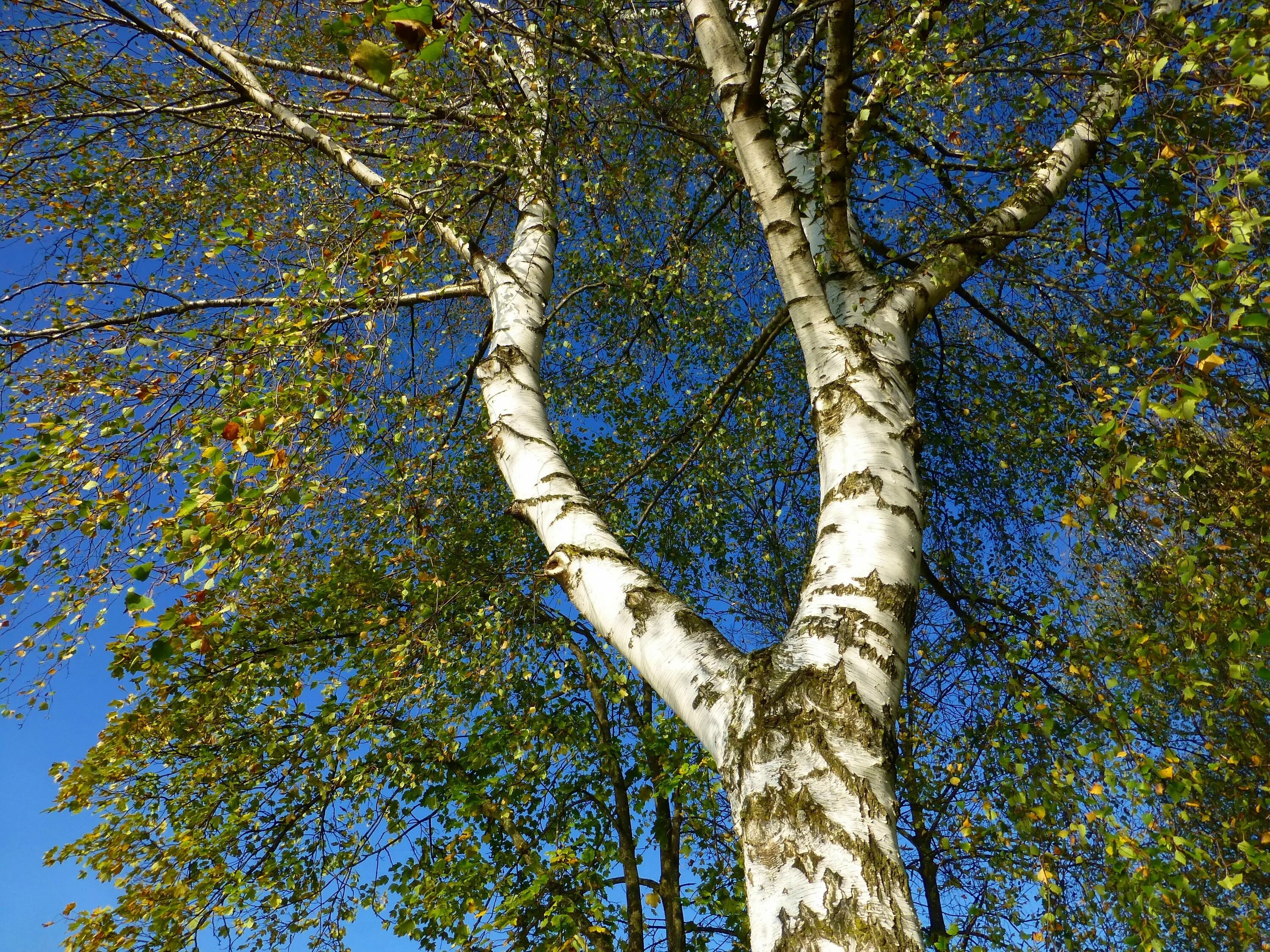 Берёза ойковская. Береза обыкновенная (Betula Alba). Береза Максимовича Betula maximowicziana. Крона дерева береза. Natura bereza