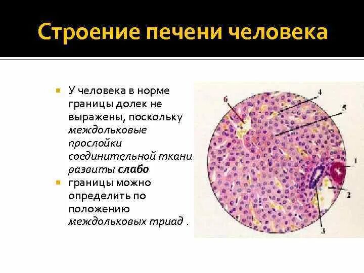 В клетках печени образуются. Междольковая соединительная ткань печени. Строение печени гистология. Междольковые соединительнотканные прослойки печени. Триада печени гистология препарат.