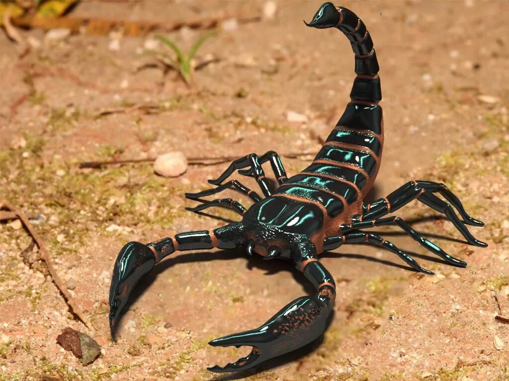 Animals scorpions. Стрипедтальский Скорпион. Скорпион пандинус Император. Скорпион Лейурус квинкестриатус. Heterometrus cyaneus.