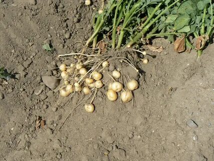 Potato planting