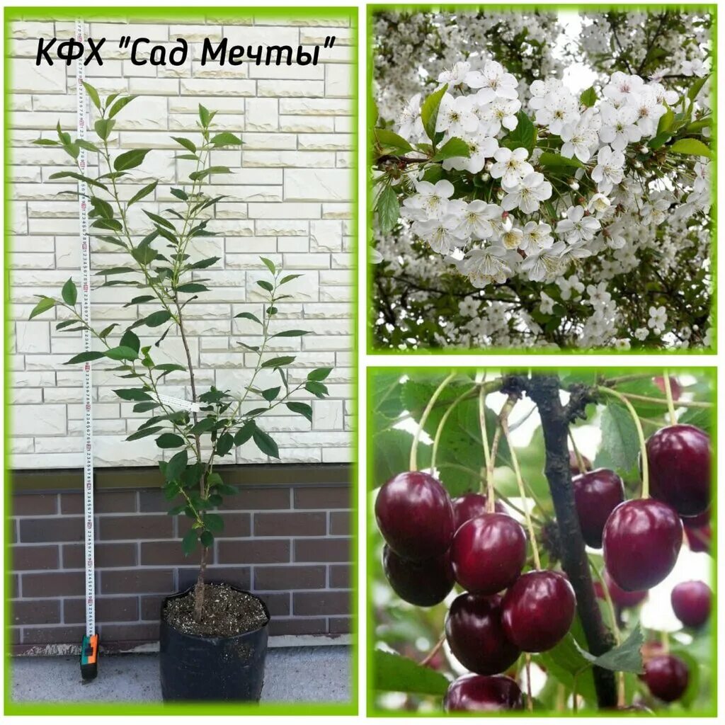 дети в питомнике растений. питомник мечта. мягкошерстный пшеничный терьер. питомник мечта. сад мечты питомник.