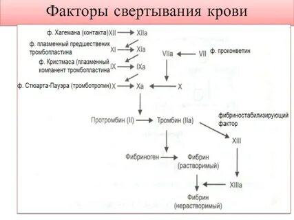 Факторы свертывающей системы