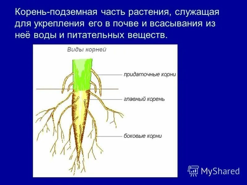 Какая часть у корня. Корень. Корни растений. Части корня растения.