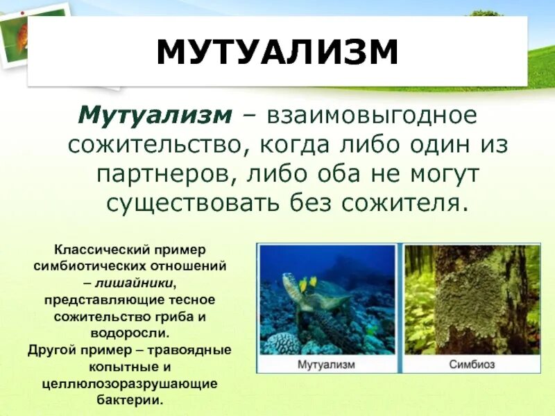 Взаимо выгодные отношения. Мутуализм примеры. Мутуализм. Сожительство. Мутуализм взаимовыгодное сожительство. Симбиоз мутуализм примеры.