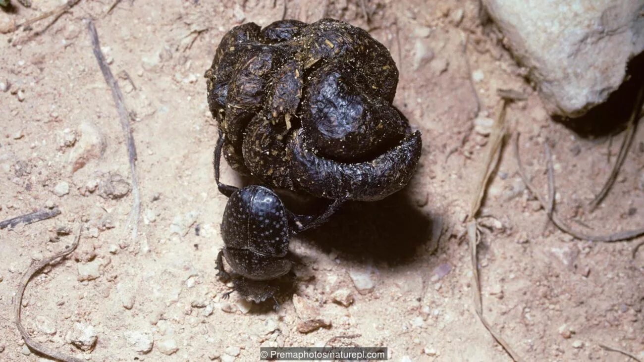 Какое животное самое сильное на планете. Самое сильное животное на земле. самое сильное животное наиземле. самые сильные животные на планете. самый сильный зверь на планете.