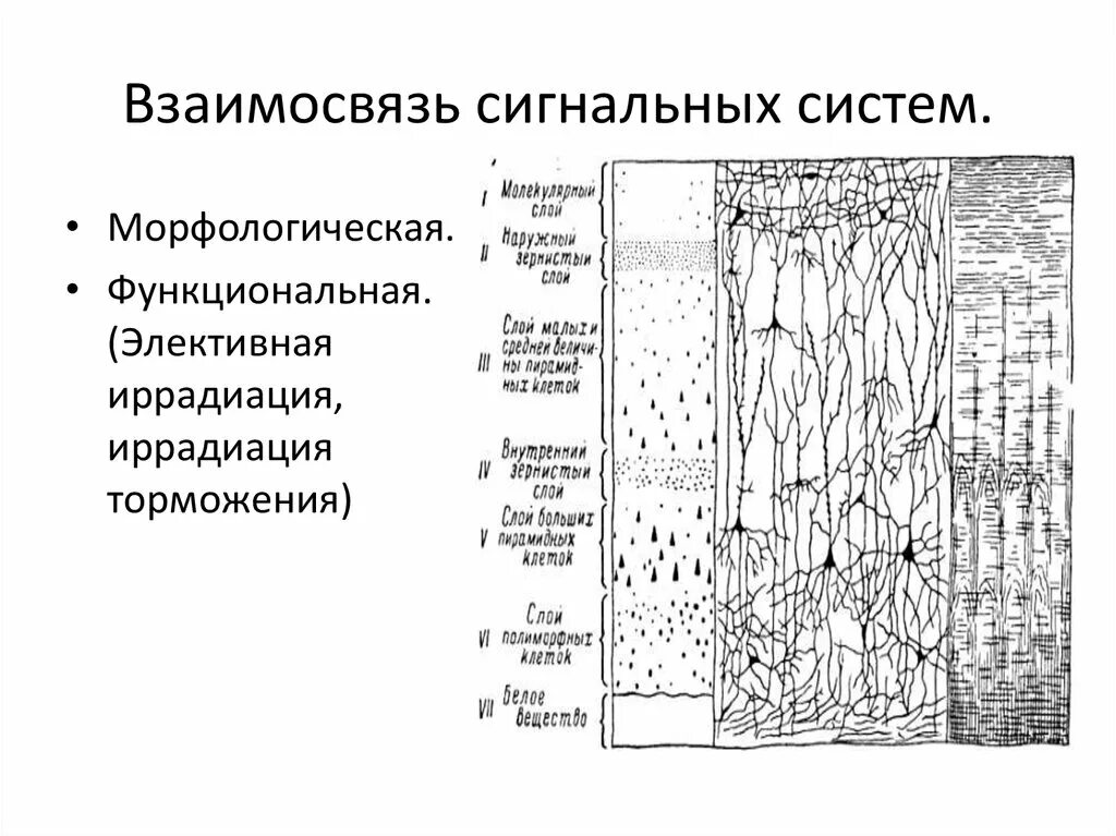 Сигнальный фактор это. Сигналы первой сигнальной системы. Сигнальные системы человека таблица. Развитие первой сигнальной системы. Вторая сигнальная система схема.