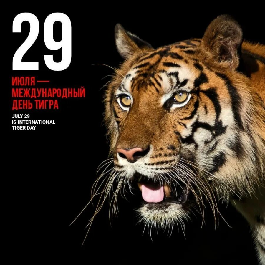 что принесет 2024 год тигру