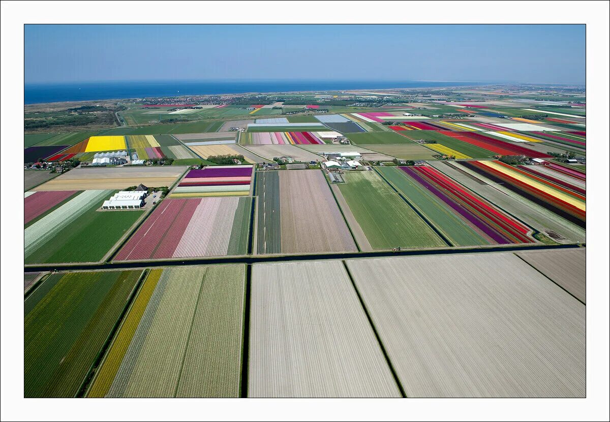 Где тюльпановые поля. Тюльпановые поля в Голландии. Тюльпановые плантации в Голландии. Амстердам тюльпановые поля. Экскурсия на тюльпановые поля в Голландии.