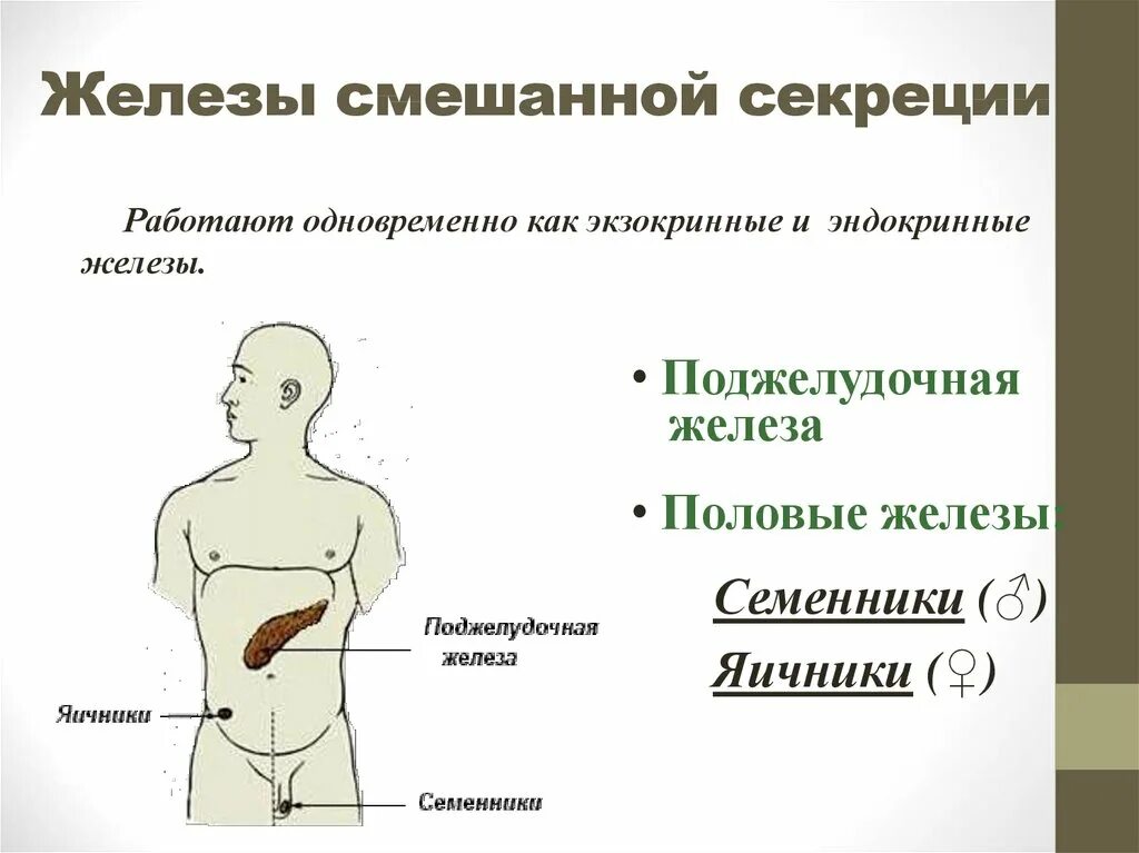 Железы внешней и смешанной секреции. Железы смешанной секреции секреции. Железы смешанной секреции 8 класс биология. Железо внутренней смешанной секреции.