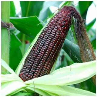 Zea mays